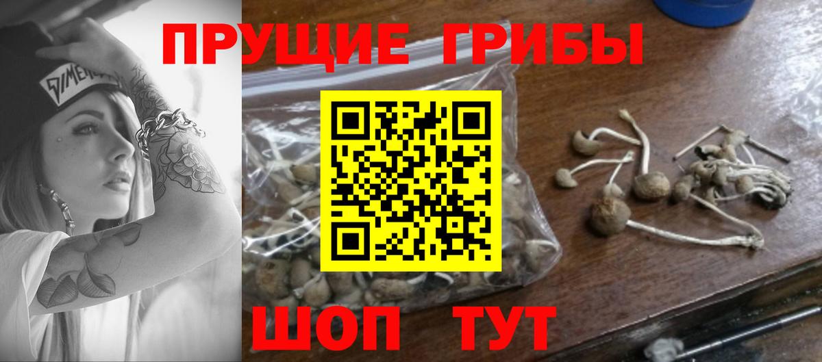 Псилоцибиновые грибы мицелий Серов